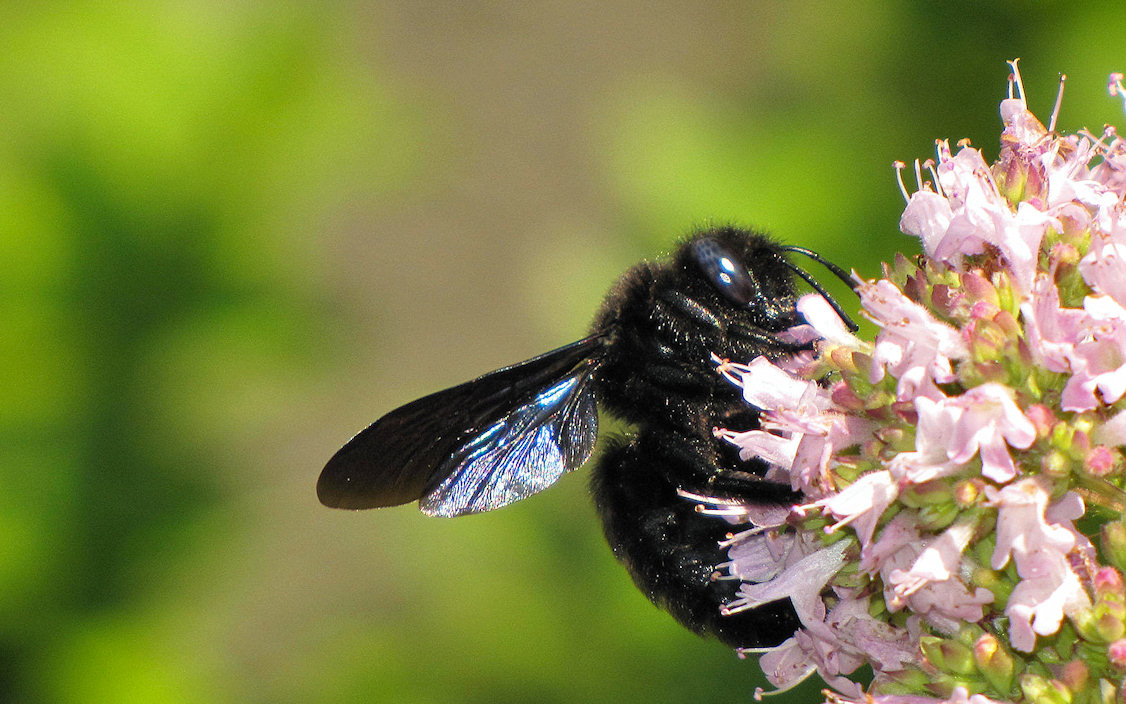 Xilocopa violacea